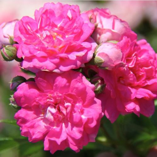 Vendita, rose rose rambler - rosa - Rosa Superb Dorothy - rosa dal profumo discreto - Karl Hetzel - ,-